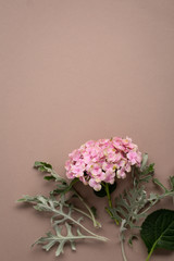 Small blooming pink hydrangea paper background