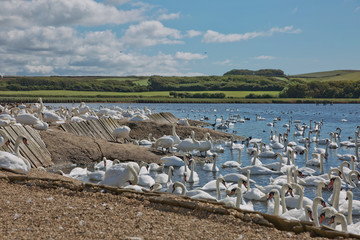 Flock of swans during feeding time at Abbotsbury swannery in Dorset, United Kingdom