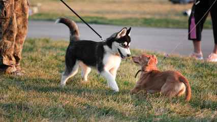 A place for walking dogs. Funny dogs are playing with each other on the lawn. 