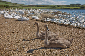 Flock of swans during feeding time at Abbotsbury swannery in Dorset, United Kingdom