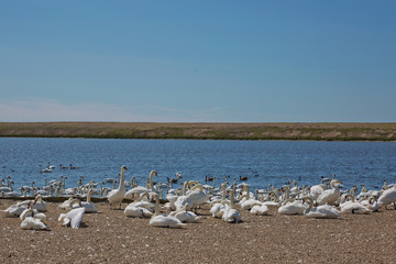 Flock of swans during feeding time at Abbotsbury swannery in Dorset, United Kingdom