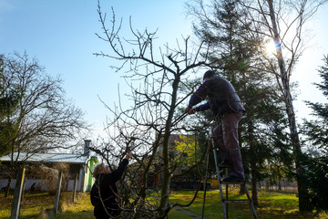 Elderly man and woman are cutting branches, pruning fruit trees with shears