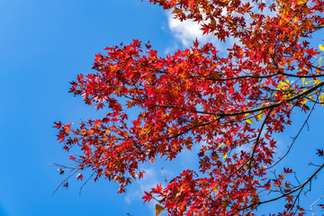 紅葉するもみじ