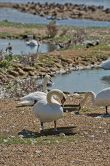 Flock of swans during feeding time at Abbotsbury swannery in Dorset, United Kingdom