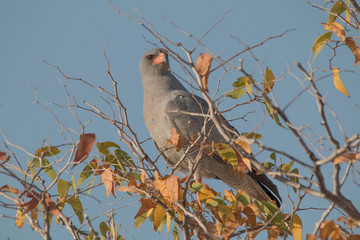 Pale chanting goshawk on a branch, Namibia, Africa