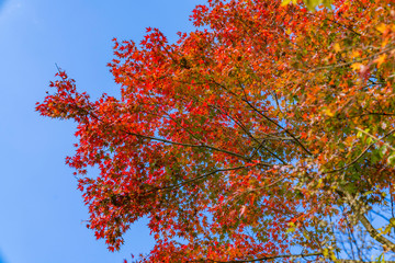紅葉するもみじ