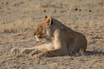 Lioness rolling an licking her paw, Etosha national park, Namibia, Africa