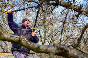 Gardener is cutting branches, pruning fruit trees with pruning shears in the orchard