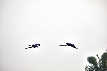 beautiful blue parrots macaw pair flying
