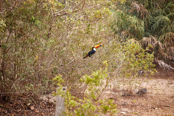 beautiful toucan sitting on a branch