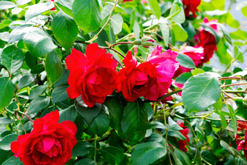 rose bush with red flowers and green foliage growing in a spring garden for background, backdrop