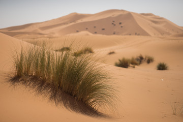 Plants in the dunes of the Moroccan Sahara desert.