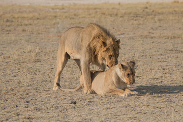 Fototapeta na wymiar A couple of lions having sex, Etosha national park, Namibia, Africa