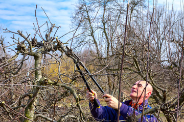 Gardener is cutting branches, pruning fruit trees with pruning shears in the orchard