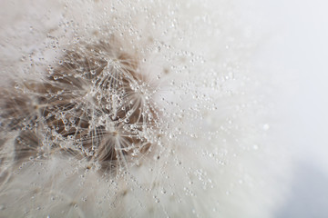 Macro photo dandelion seeds. Selective focus, cross-processed.