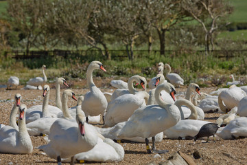 Flock of swans during feeding time at Abbotsbury swannery in Dorset, United Kingdom