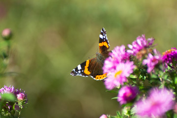 butterfly on flower