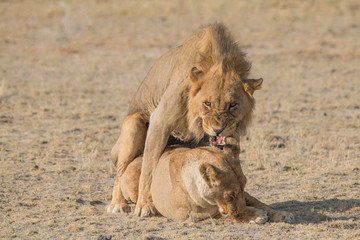 A couple of lions having sex, Etosha national park, Namibia, Africa