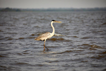 heron standing nature bird wildlife