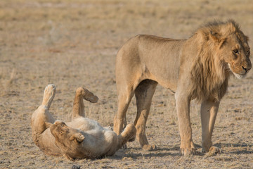A couple of lions in the grassland, Etosha national park, Namibia, Africa