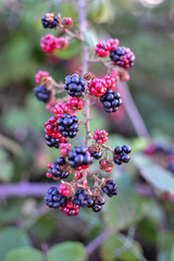 Moras salvajes en el campo