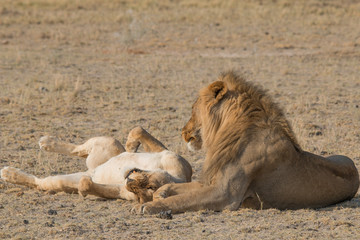 A couple of lions in the grassland, Etosha national park, Namibia, Africa
