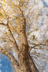 Lookup view of vibrant yellow maple leaves during fall season in Dallas