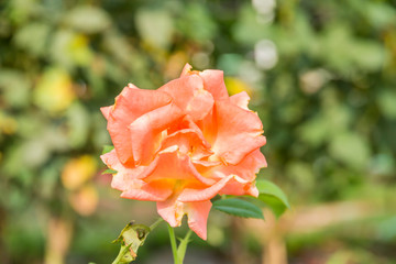 PINK  ROSES BACKGROUND IN THE GARDEN