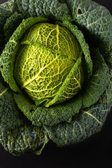 Healthy food concept closeup organic Green savoy cabbage fresh from the garden