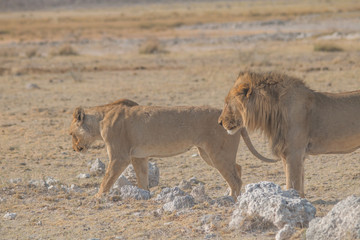 A couple of lions in the grassland, Etosha national park, Namibia, Africa