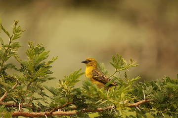 Eastern Golden Weaver or Yellow Weaver male in non-breeding plumage, sitting in an Acacia tree.