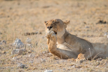 Lioness rolling an licking her paw, Etosha national park, Namibia, Africa