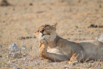 Lioness rolling an licking her paw, Etosha national park, Namibia, Africa