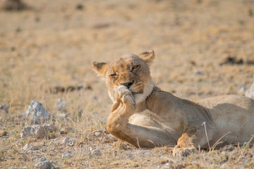Lioness rolling an licking her paw, Etosha national park, Namibia, Africa
