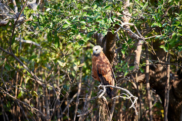 bird of prey sitting watching wildlife