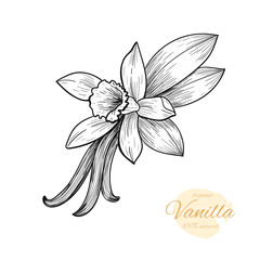 Vector vanilla  hand drawn sketch. Vintage style