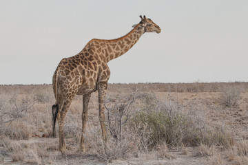 Portrait of a giraffe, Etosha national park, Namibia, Africa