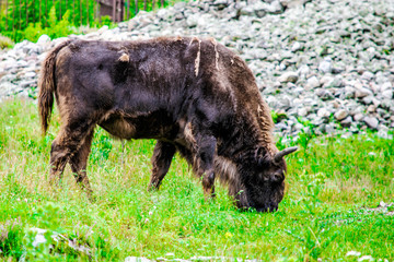 bison with molting hair grazes on a lush green grass