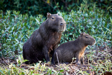 cute giant capybaras sitting alert
