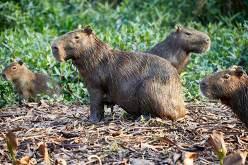 cute giant capybaras sitting alert
