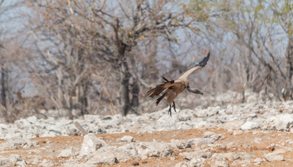 White backed vulture on approach, Etosha national park, Namibia, Africa