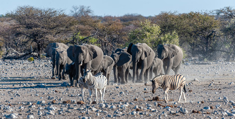 A large herd of African Elephants -Loxodonta Africana- walking decisively towards a waterhole. Etosha National Park, Namibia.