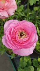 beautiful blooming spring flowers in the garden