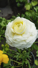 beautiful blooming spring flowers in the garden