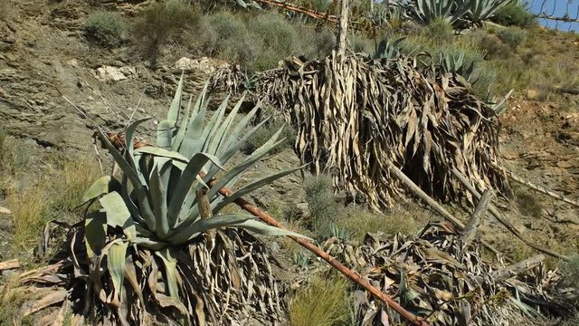 Dolly shot view of century plant, agave americana in Spain desert, Andalusia 