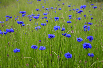 Kornblume (Cyanus segetum) oder Zyane, Kornblumen-Feld 