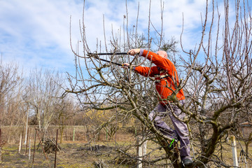 Gardener is cutting branches, pruning fruit trees with pruning shears in the orchard