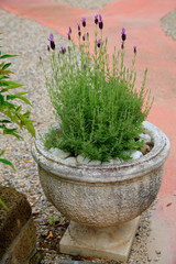 Lavendel mit Blüte in dekorativen Steintopf