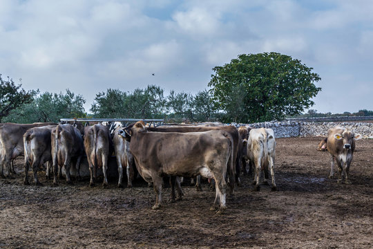 tropa de vacas en el campo cerca de un arbol
