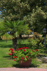 Verschiedene Pflanzen im Mediteranen Garten